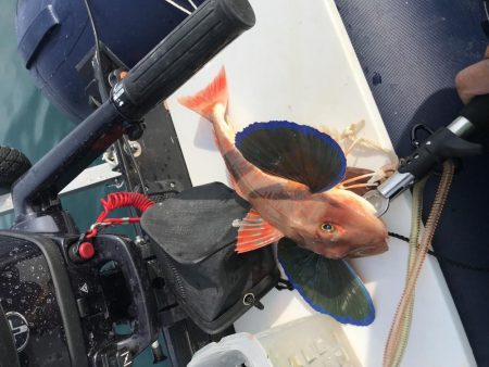 バラエティ豊か